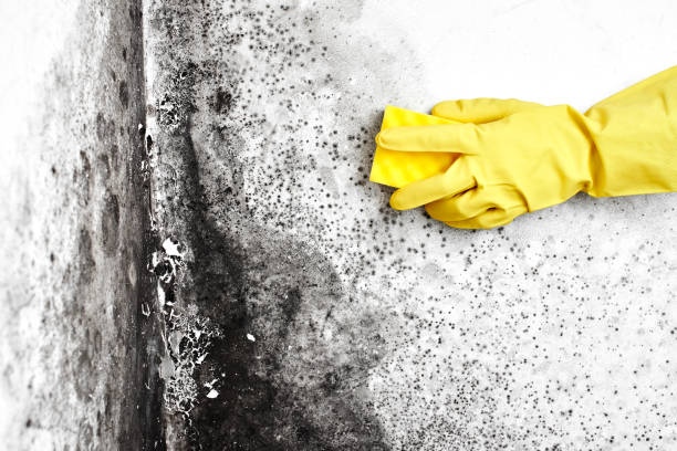 Reliable Archer City, TX Mold Removal Solutions