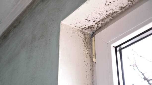 Mold Removal and Inspection in Archer City, TX