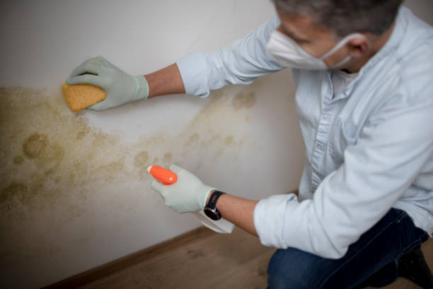 Best Mold Remediation  in Archer City, TX