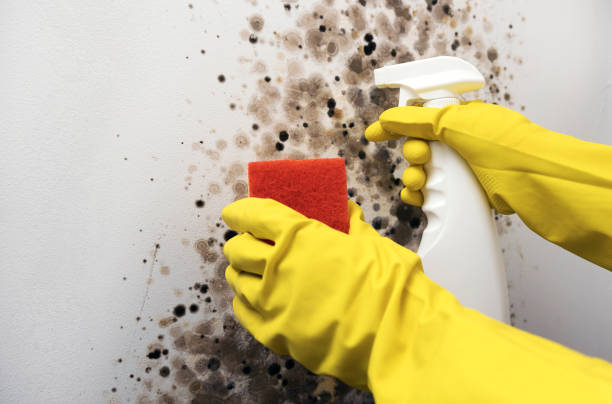 Best Affordable Mold Removal  in Archer City, TX