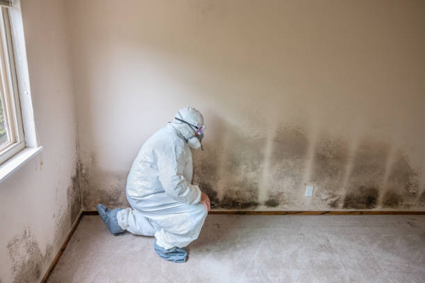 Best Emergency Mold Removal  in Archer City, TX